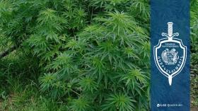 Սառնաղբյուրցի երիտասարդը բակում կանեփ էր աճեցրել. նախաձեռնվել է քրեական վարույթ Սառնաղբյուրցի երիտասարդը բակում կանեփ էր աճեցրել. նախաձեռնվել է քրեական վարույթ