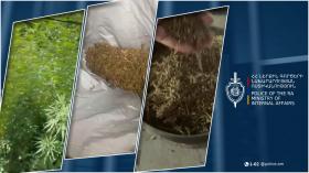 Կանեփի 1000 բույս և 1 կիլոգրամից ավելի մարիխուանա. Արարատի քրեական ոստիկանների բացահայտումը Կանեփի 1000 բույս և 1 կիլոգրամից ավելի մարիխուանա. Արարատի քրեական ոստիկանների բացահայտումը