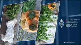 Ախուրյանի համայնքային ոստիկանները խիմկա թմրամիջոց և կանեփի բույսեր են հայտնաբերել Ախուրյանի համայնքային ոստիկանները խիմկա թմրամիջոց և կանեփի բույսեր են հայտնաբերել