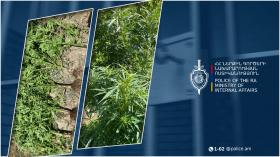 57-ամյա վայքեցու հողամասում կանեփի բույսեր են հայտնաբերվել․ նախաձեռնվել է քրեական վարույթ 57-ամյա վայքեցու հողամասում կանեփի բույսեր են հայտնաբերվել․ նախաձեռնվել է քրեական վարույթ