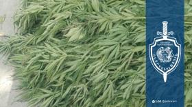 Կանեփի 440 բույս` Սառնաղբյուր գյուղում. Շիրակի քրեական ոստիկանների բացահայտումը Կանեփի 440 բույս` Սառնաղբյուր գյուղում. Շիրակի քրեական ոստիկանների բացահայտումը