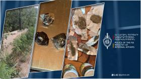 Կարմիրգյուղում հայտնաբերվել են ափիոն և մարիխուանա․ Գեղարքունիքի քրեական ոստիկանների բացահայտումը Կարմիրգյուղում հայտնաբերվել են ափիոն և մարիխուանա․ Գեղարքունիքի քրեական ոստիկանների բացահայտումը