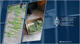 Սևանի համայնքային ոստիկանները կանեփի բույսեր ու թմրանյութ են հայտնաբերել Սևանի համայնքային ոստիկանները կանեփի բույսեր ու թմրանյութ են հայտնաբերել