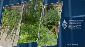 44-ամյա գյումրեցու տան բակում կանեփի բույսեր են հայտնաբերվել 44-ամյա գյումրեցու տան բակում կանեփի բույսեր են հայտնաբերվել