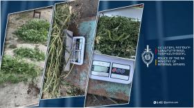 68-ամյա այգեշատցու անասնագոմում առանձնապես խոշոր չափի թմրամիջոց է հայտնաբերվել 68-ամյա այգեշատցու անասնագոմում առանձնապես խոշոր չափի թմրամիջոց է հայտնաբերվել