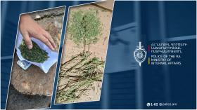 66-ամյա գյումրեցու տնակի կտուրում մարիխուանա կար․ Շիրակի քրեական ոստիկանների բացահայտումը 66-ամյա գյումրեցու տնակի կտուրում մարիխուանա կար․ Շիրակի քրեական ոստիկանների բացահայտումը