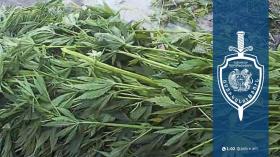 Սարուխան գյուղի բնակչի տնամերձ հողամասում հայտնաբերվել է կանեփի 326 բույս Սարուխան գյուղի բնակչի տնամերձ հողամասում հայտնաբերվել է կանեփի 326 բույս