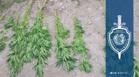 Սառնաղբյուրցու տնամերձ հողամասում հայտնաբերվել է կանեփի 88 բույս Սառնաղբյուրցու տնամերձ հողամասում հայտնաբերվել է կանեփի 88 բույս