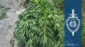 Մարտունեցի երիտասարդի տնամերձ հողամասում իրավապահները հայտնաբերել են կանեփի 115 բույս Մարտունեցի երիտասարդի տնամերձ հողամասում իրավապահները հայտնաբերել են կանեփի 115 բույս