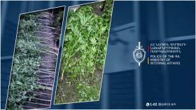 Արթիկի համայնքային ոստիկանների երկու տեղեկությունն էլ հաստատվեց. Փոքր Մանթաշում և Հոռոմում հայտնաբերվեց կանեփի 120 ցողուն Արթիկի համայնքային ոստիկանների երկու տեղեկությունն էլ հաստատվեց. Փոքր Մանթաշում և Հոռոմում հայտնաբերվեց կանեփի 120 ցողուն