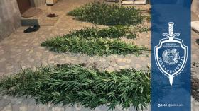 Թմրամոլության դեմ պայքարը Արմավիրի համայնքային ոստիկաններին հասցրեց Մայիսյան գյուղ Թմրամոլության դեմ պայքարը Արմավիրի համայնքային ոստիկաններին հասցրեց Մայիսյան գյուղ