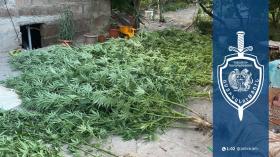 Ալափարս գյուղի բնակչի տնամերձ հողամասում կանեփի 158 բույս կար․ նախաձեռնվել է քրեական վարույթ Ալափարս գյուղի բնակչի տնամերձ հողամասում կանեփի 158 բույս կար․ նախաձեռնվել է քրեական վարույթ