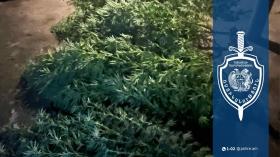 Թմրամոլության դեմ Արմավիրի համայնքային ոստիկանների պայքարը շարունակվում է Թմրամոլության դեմ Արմավիրի համայնքային ոստիկանների պայքարը շարունակվում է