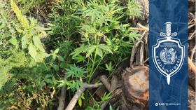 88-ամյա տղամարդու հողամասում հայտնաբերվել է կանեփ, խորդանոցում՝ մարիխուանա 88-ամյա տղամարդու հողամասում հայտնաբերվել է կանեփ, խորդանոցում՝ մարիխուանա