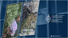 Ուռուտ գյուղի 54-ամյա բնակիչը տնամերձ հողամասում կանեփ էր աճեցնում. Լոռու քրեական ոստիկանների բացահայտումը Ուռուտ գյուղի 54-ամյա բնակիչը տնամերձ հողամասում կանեփ էր աճեցնում. Լոռու քրեական ոստիկանների բացահայտումը