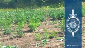 Չարենցավանի 42-ամյա բնակիչը հողատարածքում կանեփ էր աճեցնում․ հայտնաբերվել է 732 թուփ Չարենցավանի 42-ամյա բնակիչը հողատարածքում կանեփ էր աճեցնում․ հայտնաբերվել է 732 թուփ