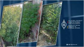 Արմավիրի մարզի քրեական ոստիկանները կանեփ աճեցնելու դեպքեր են բացահայտել Արմավիրի մարզի քրեական ոստիկանները կանեփ աճեցնելու դեպքեր են բացահայտել