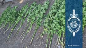 Ծովակ գյուղի բնակչի հողամասում կանեփի բույսեր են հայտնաբերվել․ նախաձեռնվել է քրեական վարույթ Ծովակ գյուղի բնակչի հողամասում կանեփի բույսեր են հայտնաբերվել․ նախաձեռնվել է քրեական վարույթ