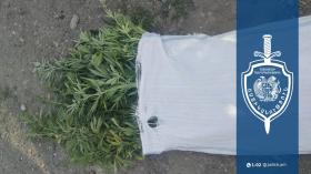 46-ամյա մարմաշենցին կանեփ էր աճեցնում և պահում թմրանյութ․ Շիրակի քրեական ոստիկանների բացահայտումը 46-ամյա մարմաշենցին կանեփ էր աճեցնում և պահում թմրանյութ․ Շիրակի քրեական ոստիկանների բացահայտումը