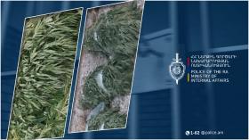 Ներքին Գետաշենում հայտնաբերվել է կանեփի 1265 բույս. Մարտունու համայնքային ոստիկանների բացահայտումը Ներքին Գետաշենում հայտնաբերվել է կանեփի 1265 բույս. Մարտունու համայնքային ոստիկանների բացահայտումը