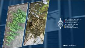 Արմավիրցի տղամարդը հողամասում կանեփ էր աճեցրել ու թմրանյութ պատրաստել Արմավիրցի տղամարդը հողամասում կանեփ էր աճեցրել ու թմրանյութ պատրաստել