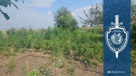 Գավառում տղամարդը տնամերձ հողամասում կանեփ էր աճեցնում․ համայնքային ոստիկանների բացահայտումը Գավառում տղամարդը տնամերձ հողամասում կանեփ էր աճեցնում․ համայնքային ոստիկանների բացահայտումը