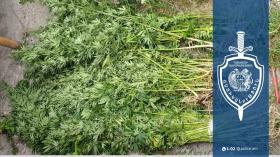 Այգու զննությամբ հայտնաբերվել է կանեփի 532 թուփ․ Լոռու քրեական ոստիկանների բացահայտումը Այգու զննությամբ հայտնաբերվել է կանեփի 532 թուփ․ Լոռու քրեական ոստիկանների բացահայտումը