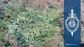 46-ամյա տղամարդը տնամերձ հողամասի զննությամբ կանեփի 230 բույս 46-ամյա տղամարդը տնամերձ հողամասի զննությամբ կանեփի 230 բույս