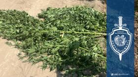 Արմավիրի համայնքային ոստիկաններին տեսնելով` երիտասարդը դիմեց փախուստի. նրա ձեռքին եղած կիսաչոր կանեփը կշռում էր մոտ 12 կիլոգրամ Արմավիրի համայնքային ոստիկաններին տեսնելով` երիտասարդը դիմեց փախուստի. նրա ձեռքին եղած կիսաչոր կանեփը կշռում էր մոտ 12 կիլոգրամ