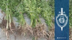 Բռնակոթ գյուղի բնակչի տնամերձ հողամասում հայտնաբերվել է կանեփի 245 բույս․ Սիսիանի համայնքային ոստիկանների բացահայտումը Բռնակոթ գյուղի բնակչի տնամերձ հողամասում հայտնաբերվել է կանեփի 245 բույս․ Սիսիանի համայնքային ոստիկանների բացահայտումը