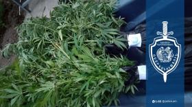 Ալափարսի բնակչի տնամերձ հողամասում հայտնաբերվել է կանեփի 223 թուփ. Չարենցավանի ոստիկանների բացահայտումը Ալափարսի բնակչի տնամերձ հողամասում հայտնաբերվել է կանեփի 223 թուփ. Չարենցավանի ոստիկանների բացահայտումը