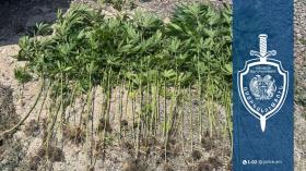 Շիրակի քրեական ոստիկանները մարիխուանա և կանեփի թփեր են հայտնաբերել Շիրակի քրեական ոստիկանները մարիխուանա և կանեփի թփեր են հայտնաբերել