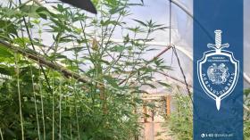 Աշնակ գյուղի բնակիչի ջերմատանը կանեփի թփեր են հայտնաբերվել․ Թալինի համայնքային ոստիկանների բացահայտումը Աշնակ գյուղի բնակիչի ջերմատանը կանեփի թփեր են հայտնաբերվել․ Թալինի համայնքային ոստիկանների բացահայտումը