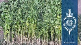 Արթիկ համայնքային ոստիկանների տեղեկությունը հաստատվեց. Փոքր Մանթաշ գյուղում հայտնաբերվեց կանեփի 211 թուփ Արթիկ համայնքային ոստիկանների տեղեկությունը հաստատվեց. Փոքր Մանթաշ գյուղում հայտնաբերվեց կանեփի 211 թուփ