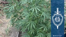 Տնամերձ հողամասում թմրանյութ է հայտնաբերվել. Համայնքային ոստիկանության Մասիսի բաժնի ծառայողների բացահայտումը Տնամերձ հողամասում թմրանյութ է հայտնաբերվել. Համայնքային ոստիկանության Մասիսի բաժնի ծառայողների բացահայտումը