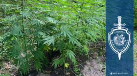 Շնողի բնակիչ 57-ամյա տղամարդու տան բակում հայտնաբերվել է կանեփի 83 թուփ Շնողի բնակիչ 57-ամյա տղամարդու տան բակում հայտնաբերվել է կանեփի 83 թուփ