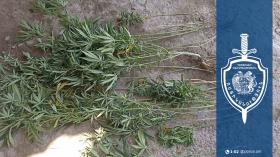 Ոսկեվազի բնակիչը կանեփ էր աճեցնում ու թմրանյութ պահում․ Աշտարակի համայնքային ոստիկանների բացահայտումը Ոսկեվազի բնակիչը կանեփ էր աճեցնում ու թմրանյութ պահում․ Աշտարակի համայնքային ոստիկանների բացահայտումը