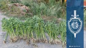 64-ամյա տղամարդու բակում հայտնաբերվել է կանեփի 402 թուփ․ Սպիտակի համայնքային ոստիկանների բացահայտումը 64-ամյա տղամարդու բակում հայտնաբերվել է կանեփի 402 թուփ․ Սպիտակի համայնքային ոստիկանների բացահայտումը