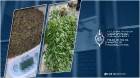 Մասիսի համայնքային ոստիկանները Նոր Խարբերդի բնակչի տանը կանեփի բույսեր ու մարիխուանա են հայտնաբերել Մասիսի համայնքային ոստիկանները Նոր Խարբերդի բնակչի տանը կանեփի բույսեր ու մարիխուանա են հայտնաբերել