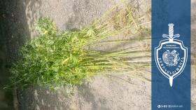 Կանեփ աճեցնող ուջանցին ձերբակալվեց․ Աշտարակի համայնքային ոստիկանների բացահայտումը Կանեփ աճեցնող ուջանցին ձերբակալվեց․ Աշտարակի համայնքային ոստիկանների բացահայտումը